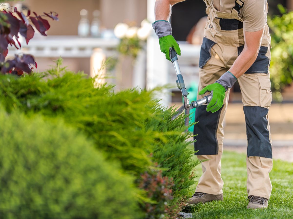 landscape services